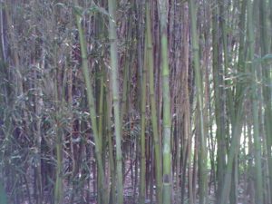 Cane