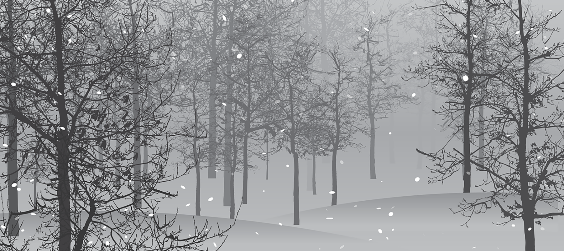 winter scene in the woods