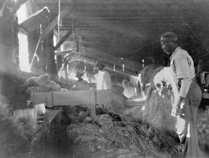 Black and white photograph showing at least 3 Black men working inside a building. Sunlight streams in through a window at the left. They stand over a a crop that is likely hemp.