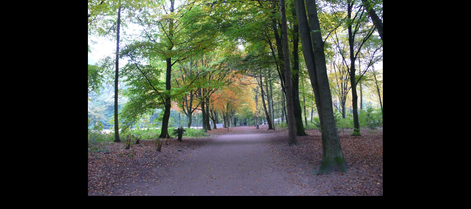 tree-lined driveway