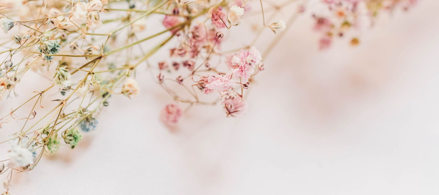 soft pinkk flowers on a light pink background